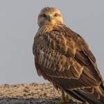 Long-legged Buzzard