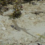 Balnford's Shortnosed Desert Lizard