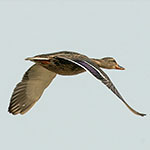 Mallard