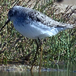 Marsh Sandpiper