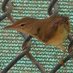 Marsh Warbler
