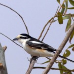 Masked Shrike