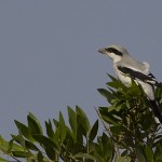 Lanius lahtora pallidirostris