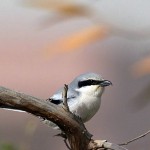 Lanius lahtora pallidirostris
