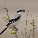 Lanius lahtora pallidirostris