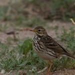 Meadow Pipit