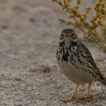 Meadow Pipit