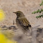 Meadow Pipit