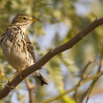 Meadow Pipit 