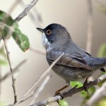 Ménétriés’s Warbler