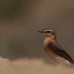 Northern Wheatear