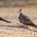 Namaqua Dove