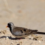 Namaqua Dove