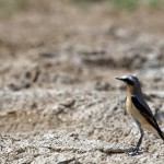 Northern Wheatear