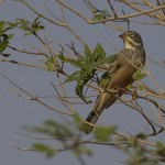 Ortolan Bunting
