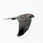Pallid Harrier