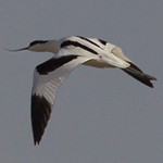 Pied Avocet