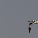 Pied Avocet