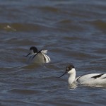 Pied Avocet