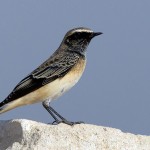 Oenanthe pleschanka