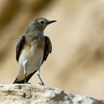 Oenanthe pleschanka