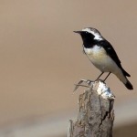Oenanthe pleschanka