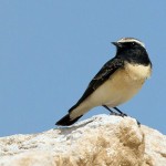 Oenanthe pleschanka