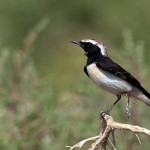 Oenanthe pleschanka