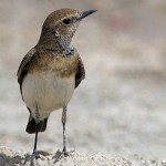 Oenanthe pleschanka