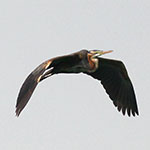 Purple Heron