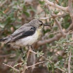 Purple Sunbird