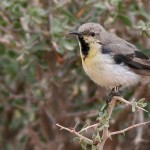 Purple Sunbird