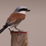 Lanius collurio