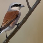 Lanius collurio