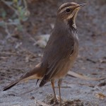 Luscinia svecica