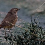 Luscinia svecica