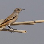 Oenanthe chrysopygia