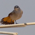 Oenanthe chrysopygia