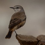Oenanthe chrysopygia