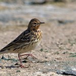 Anthus cervinus