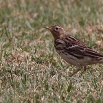 Anthus cervinus