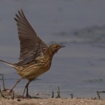 Anthus cervinus