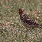 Anthus cervinus