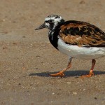 Ruddy Turnstone