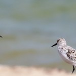 Ruddy Turnstone