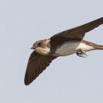 Sand Martin