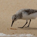 Calidris alba
