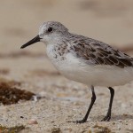 Calidris alba