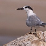 Sterna sandvicensis