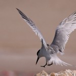 Sterna sandvicensis
